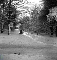 Harlow Carr, Harlow Moor and Pine Woods